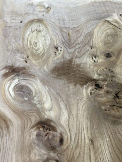European Timber Species