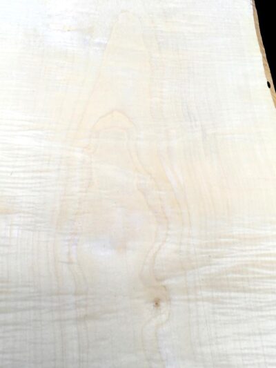 English Sycamore