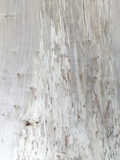 Field Maple