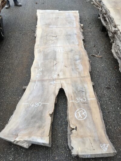 English Elm Timber Slab