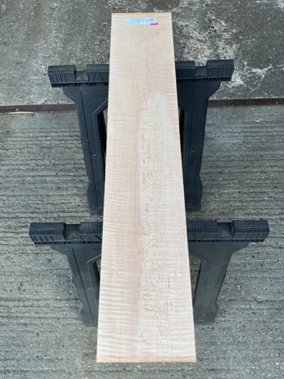 American Curly Maple 24-26